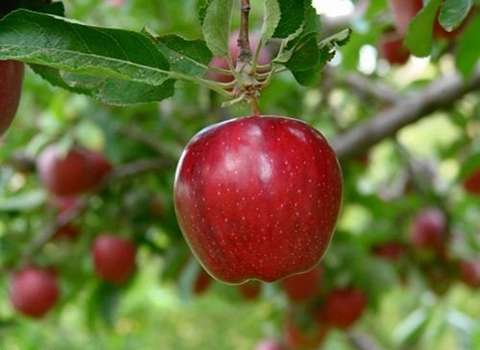 تصویر 2 از خرید سیب درختی قرمز + قیمت فروش استثنایی